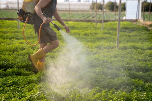 Best Local Pest Control Services  in Placentia, CA