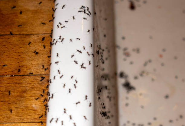 Professional Pest Control in Placentia, CA